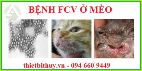Bệnh FCV ở mèo - Nguyên nhân, triệu chứng và cách điều trị.