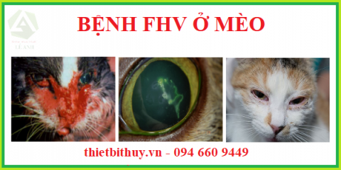 Bệnh Herpes ở mèo (FHV) - Nguyên nhân, triệu chứng và cách điều trị