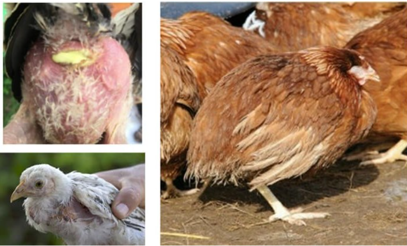 Bệnh thương hàn – Bệnh phổ biến của gà công nghiệp, gà đẻ