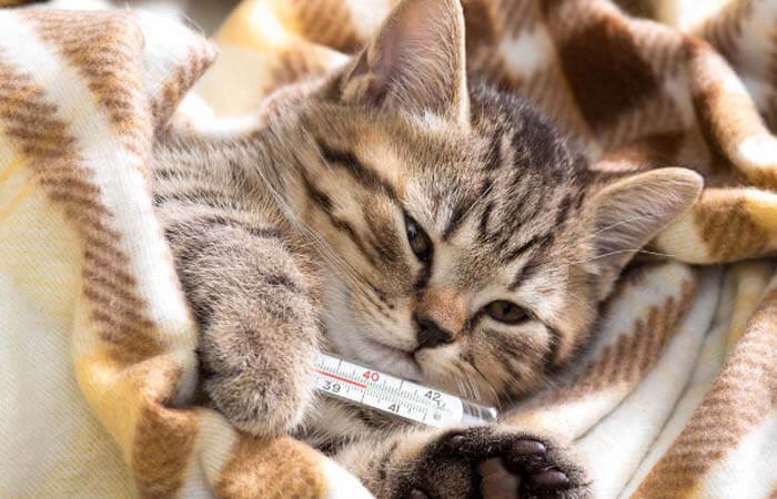 Mèo bị sốt khi suy giảm bạch cầu ở mèo